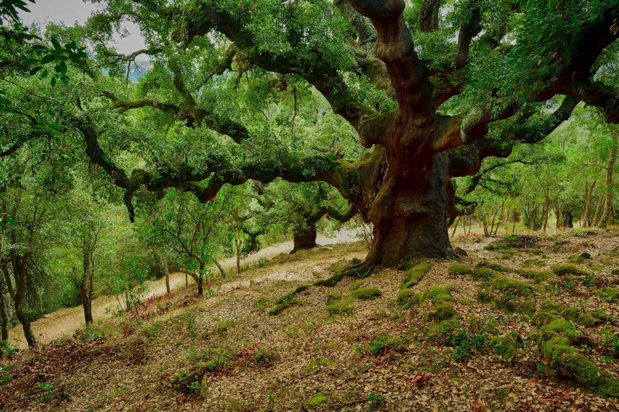 Lares · Cabañas Rurales Las Médulas Exterior foto